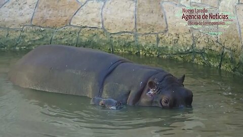 Nace en el Zoológico de Nuevo Laredo cría de hipopótamo