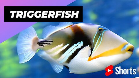 Triggerfish 🐠 One Of The Most Dangerous Ocean Creatures In The World #shorts #triggerfish #ocean