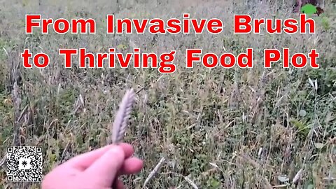 From Invasive Brush to a Thriving Food Plot