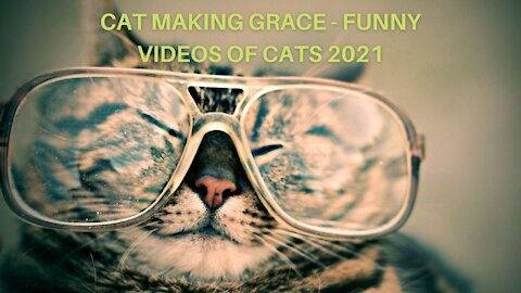 CAT MAKING GRACE - FUNNY VIDEOS OF CATS 2021