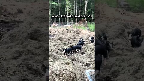 Training Piglets to the Electric Fence #pig #pasturedpigs