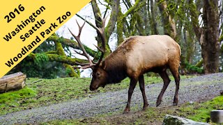 Seattle Washington, Woodland Park Zoo 2016