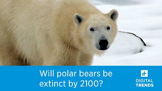 Will polar bears disappear by 2100?
