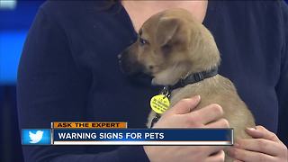 Pet owners should watch for signs of health problems