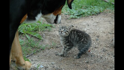 Best Funny Animals ! Cats and Dogs Compilation ! Super Cute