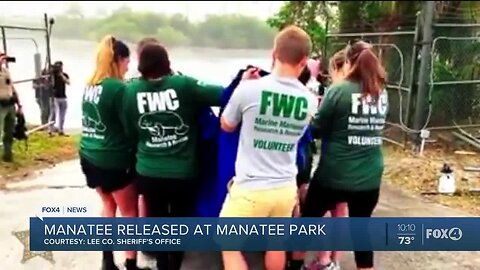 Manatee released at Manatee Park