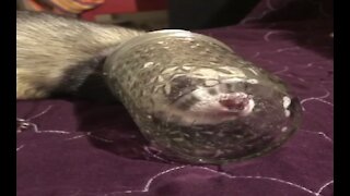 Pet ferret licks up the last of the beer from empty mug