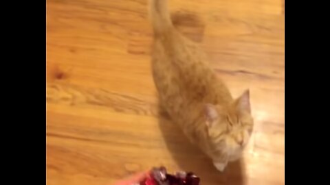 Playing Fetch With A Blind Cat