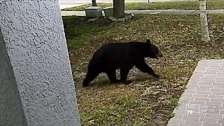 Homeowners spot black bear again in Pinellas County