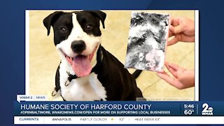 Cutie Boy the dog is up for adoption at the Humane Society of Harford County
