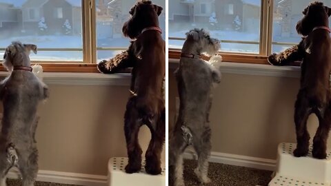 Dogs Take Neighborhood Watch Duties Very Seriously