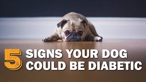 Is Your Dog Diabetic? | CKC's Talkin' Dogs List Show