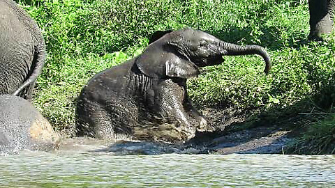Check Out Baby Elephant's Adorable Attempts To Get Out Of River