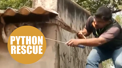 Moment man pulls hungry 11ft python out of the gutter on a building