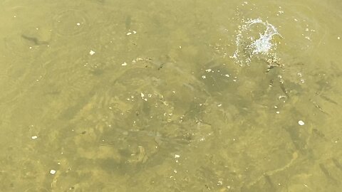 Minnows of the Humber River 67