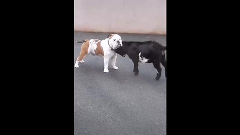 Incompetent goatling tries to murder confused dog ...