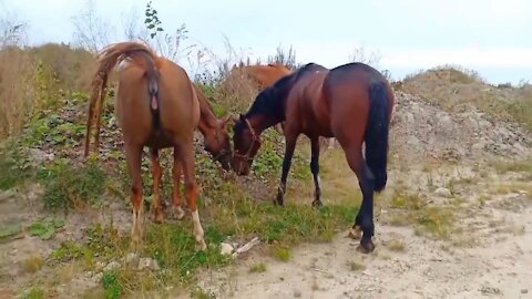 A HORSE BREEDING MARE AND AN UNBELIEVABLE STALLION MEETING 2021 BREED HORSES