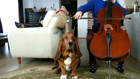 Musically Talented Basset Hound Accompanies Owner's Cello Practice