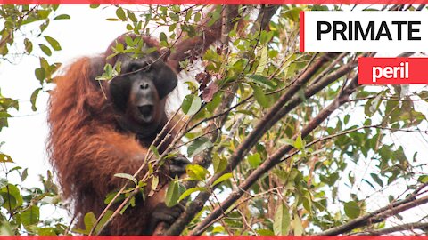 Orangutan rescued after forestry butchered by illegal gold miners