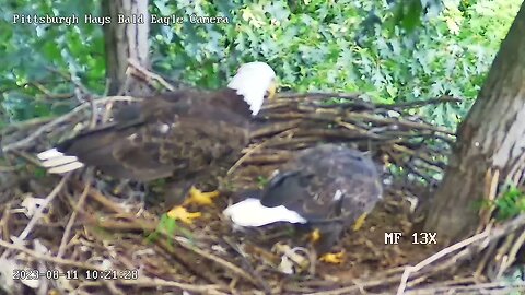 Hays Eagles Dad in followed by Mom, they tidy up a bit-both typical molting😍. 08-11-2023 10:18am