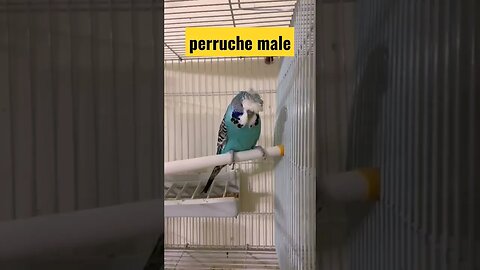 perruche mâle