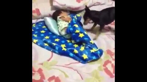 dog covering baby!!