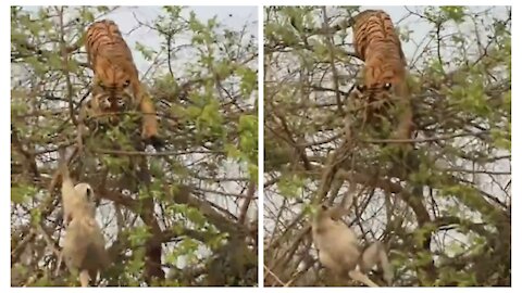 Tiger hunting monkeys on tree