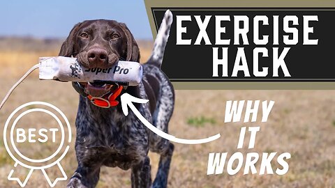 How To Wear Out My Dog - Best DOG Exercise HACK!