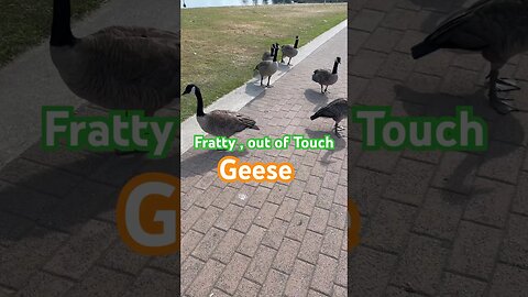 Audacious Geese fear nobody #funny #shortvideo