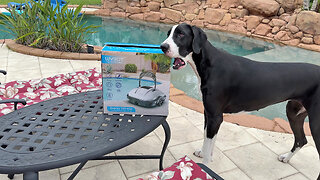 Funny Great Danes Help Open Pool Cleaner Box