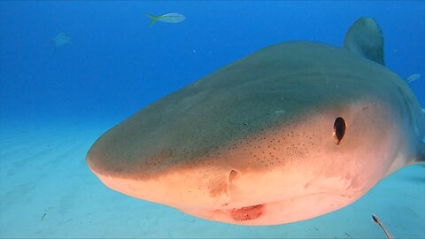 8 Foot Tiger Shark Consumes Surfer