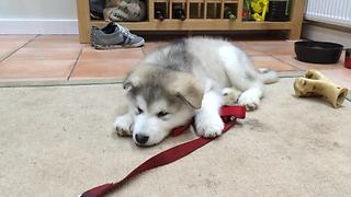 Malamute puppy experiences first hiccup episode