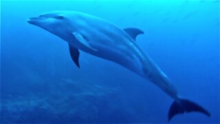 Scuba divers find themselves surrounded by curious dolphins