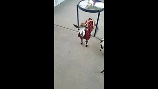 Baby goat shows off his adorable outfit