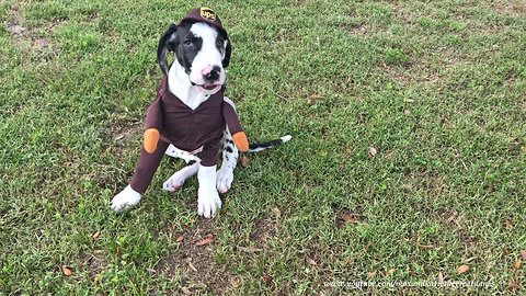 Great Dane and Puppy Try On UPS Costumes for Halloween