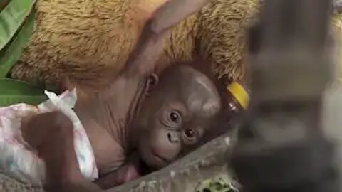 Baby Orangutan | Baby Orangutan Are Adorable - Cutest Compilation (2021) | Orangutan Family Moments