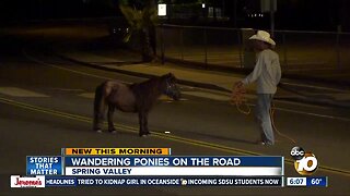 Ponies wander onto Spring Valley street