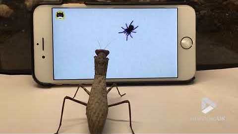Praying Mantis Attempts To Catch Digital Spider On Phone