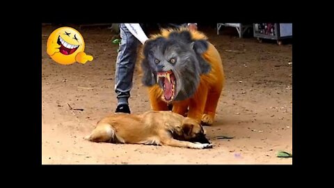 Fake Lion and Fake Tiger Prank To dog Troll Prank Dog Funny