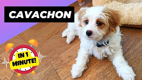 Cavachon - In 1 Minute! 🐶 One Of The Most Beautiful Crossbreed Dogs | 1 Minute Animals