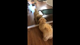 Funny Dog playing with mirror