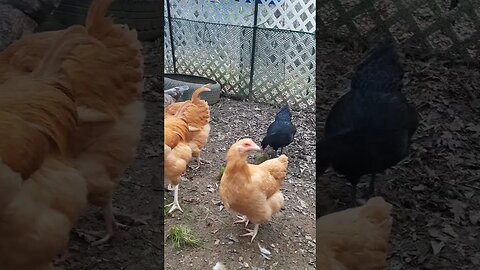 The Chicken Mafia