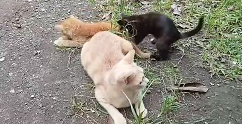 Kitten playing with its mother's tail