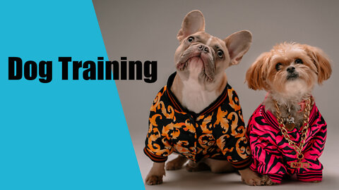 Dog Training Videos