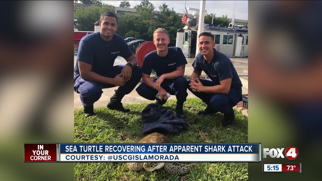 Sea turtle recovering after shark attack