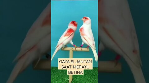 SUARA KENARI JANTAN SAAT MERAYU KENARI BETINA