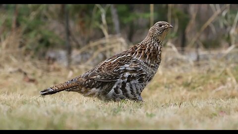 Awesome shot of the prairie chicken 🐓 #prairie_chicken