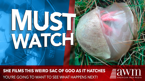 She Finds A Gooey Egg Sac In Her Backyard. Films It As It Hatches, Goes Viral Overnight