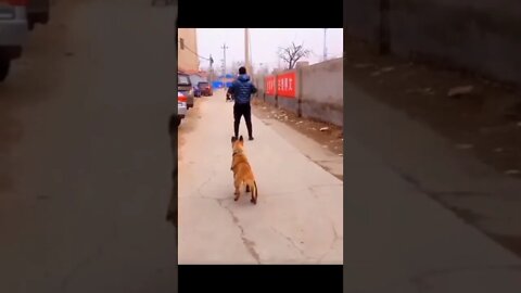 Cachorro Treinado Imitando o Homem 😱🐕‍🦺🤩 #shorts