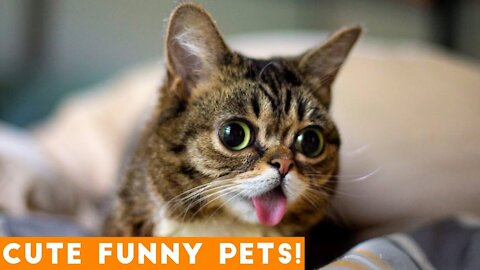 Cute And Verry Funny Pets